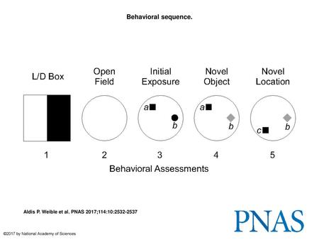 Behavioral sequence. Behavioral sequence. Behaviors were quantified during five 5-min assessments. Anxiety-related behaviors were quantified in the light/dark.