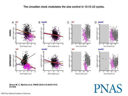The circadian clock modulates the size control in 12:12 LD cycles.