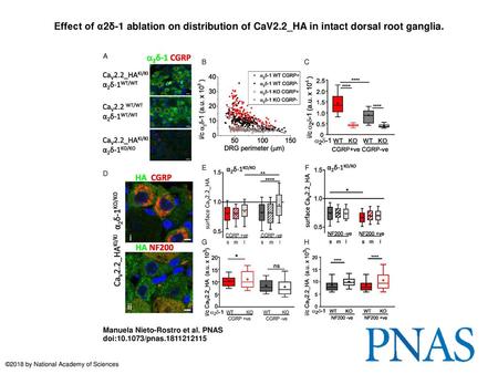 Effect of α2δ-1 ablation on distribution of CaV2