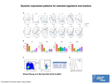 Dynamic expression patterns for selected regulators and markers