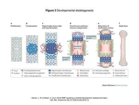 Figure 3 Developmental skeletogenesis