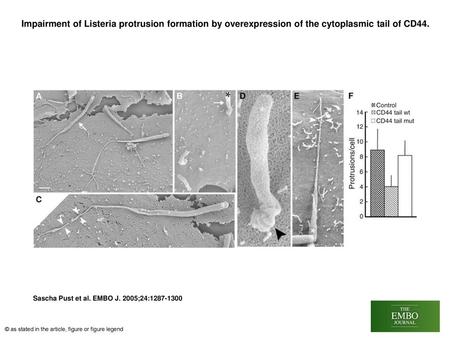Impairment of Listeria protrusion formation by overexpression of the cytoplasmic tail of CD44. Impairment of Listeria protrusion formation by overexpression.