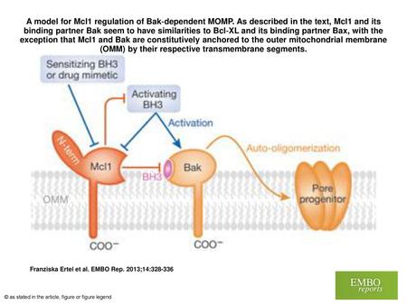 A model for Mcl1 regulation of Bak‐dependent MOMP
