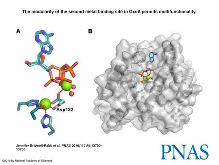 The modularity of the second metal binding site in OxsA permits multifunctionality. The modularity of the second metal binding site in OxsA permits multifunctionality.