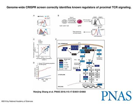 Genome-wide CRISPR screen correctly identifies known regulators of proximal TCR signaling. Genome-wide CRISPR screen correctly identifies known regulators.