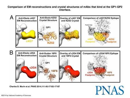 Comparison of EM reconstructions and crystal structures of mAbs that bind at the GP1-GP2 interface. Comparison of EM reconstructions and crystal structures.