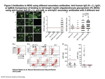Figure 3 Antibodies to MOG using different secondary antibodies: Anti-human IgG (H + L), IgG1, or IgM(A) Comparison of binding to full-length myelin oligodendrocyte.