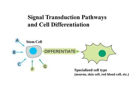 Signal Transduction Pathways and Cell Differentiation