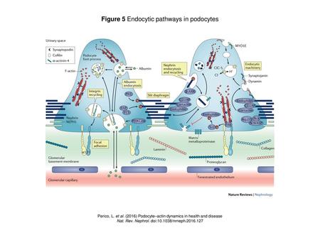 Figure 5 Endocytic pathways in podocytes