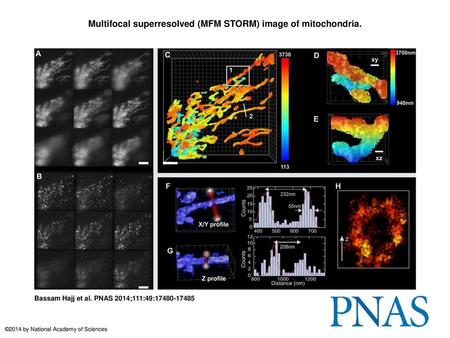Multifocal superresolved (MFM STORM) image of mitochondria.