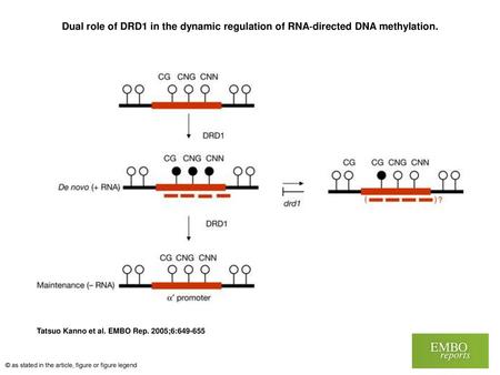 Dual role of DRD1 in the dynamic regulation of RNA‐directed DNA methylation. Dual role of DRD1 in the dynamic regulation of RNA‐directed DNA methylation.
