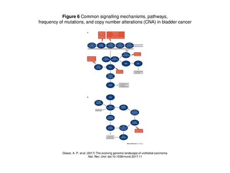 Figure 6 Common signalling mechanisms, pathways,
