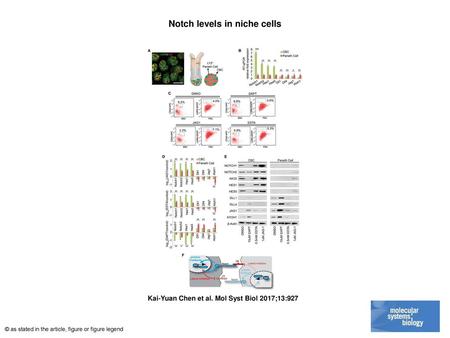 Notch levels in niche cells