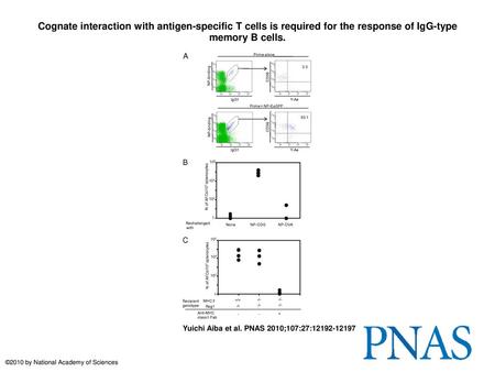 Cognate interaction with antigen-specific T cells is required for the response of IgG-type memory B cells. Cognate interaction with antigen-specific T.