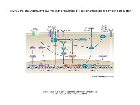Figure 2 Molecular pathways involved in the regulation of T-cell differentiation and cytokine production Figure 2 | Molecular pathways involved in the.