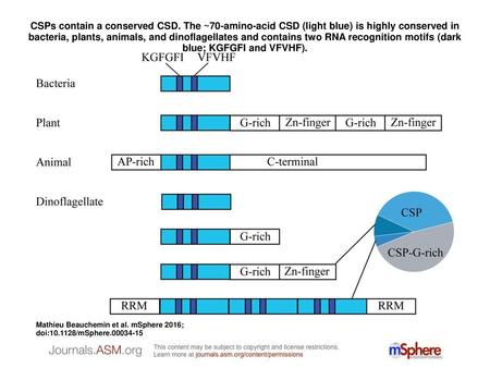 CSPs contain a conserved CSD