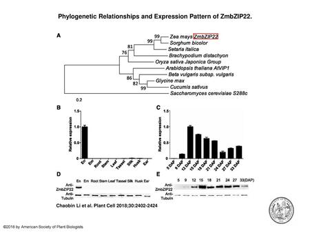 Phylogenetic Relationships and Expression Pattern of ZmbZIP22.