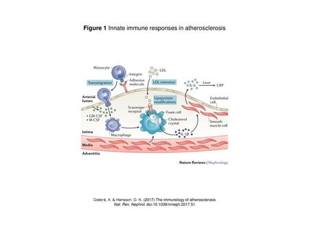 Figure 1 Innate immune responses in atherosclerosis