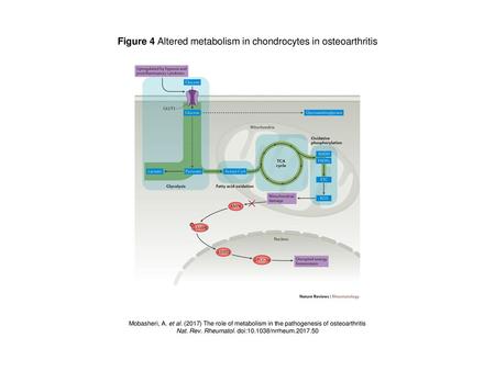 Figure 4 Altered metabolism in chondrocytes in osteoarthritis