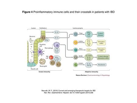 Figure 4 Proinflammatory immune cells and their crosstalk in patients with IBD Figure 4 | Proinflammatory immune cells and their crosstalk in patients.