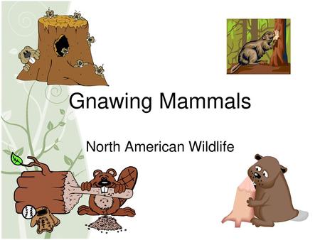 Gnawing Mammals. Mammal Characteristics  Warm – Blooded  Usually have a  protective coat of hair and a bony skeleton  Babies are fed milk with  mammary. - ppt download