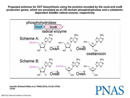 Proposed schemes for OXT biosynthesis using the proteins encoded by the oxsA and oxsB production genes, which are annotated as an HD domain phosphohydrolase.