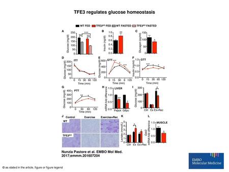 TFE3 regulates glucose homeostasis