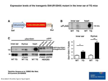 Expression levels of the transgenic DIA1(R1204X) mutant in the inner ear of TG mice Expression levels of the transgenic DIA1(R1204X) mutant in the inner.