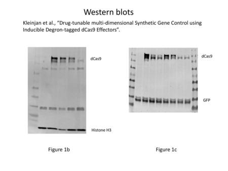 Western blots Kleinjan et al., “Drug-tunable multi-dimensional Synthetic Gene Control using Inducible Degron-tagged dCas9 Effectors”. dCas9 dCas9 GFP Histone.