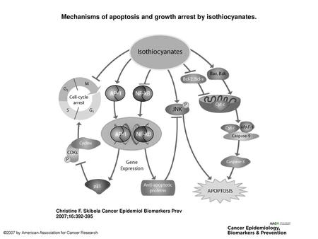 Mechanisms of apoptosis and growth arrest by isothiocyanates.
