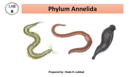 phylum platyhelminthes nematoda és annelida parazitakezelő klinika