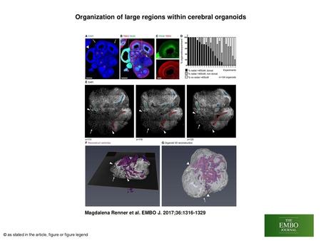 Organization of large regions within cerebral organoids
