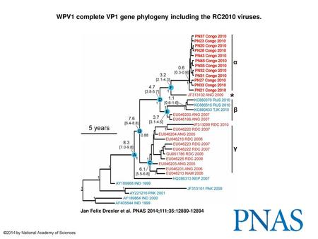 WPV1 complete VP1 gene phylogeny including the RC2010 viruses.