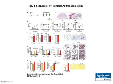 Fig. 3. Features of PH in KRasLA2 transgenic mice.