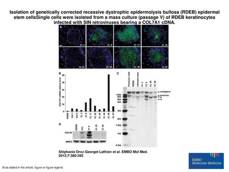 Isolation of genetically corrected recessive dystrophic epidermolysis bullosa (RDEB) epidermal stem cellsSingle cells were isolated from a mass culture.