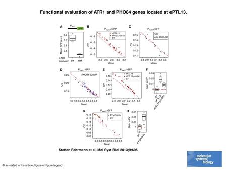 Functional evaluation of ATR1 and PHO84 genes located at ePTL13.
