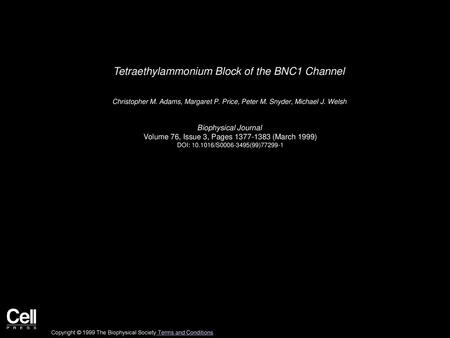 Tetraethylammonium Block of the BNC1 Channel