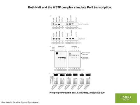 Both NM1 and the WSTF complex stimulate Pol I transcription.
