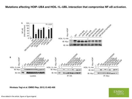 Mutations affecting HOIP–UBA and HOIL‐1L–UBL interaction that compromise NF‐κB activation. Mutations affecting HOIP–UBA and HOIL‐1L–UBL interaction that.