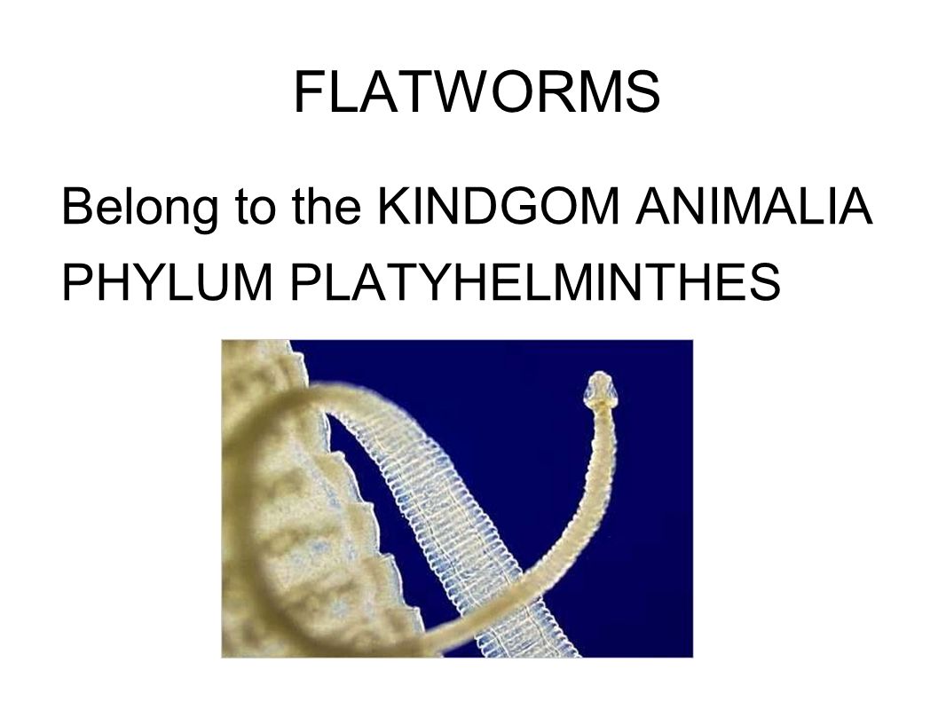 platyhelminthes ppt tutorial