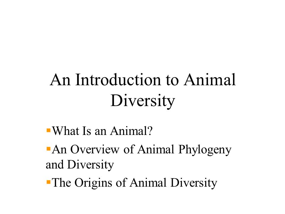 An Introduction to Animal Diversity  What Is an Animal?  An Overview of  Animal Phylogeny and Diversity  The Origins of Animal Diversity. - ppt  download