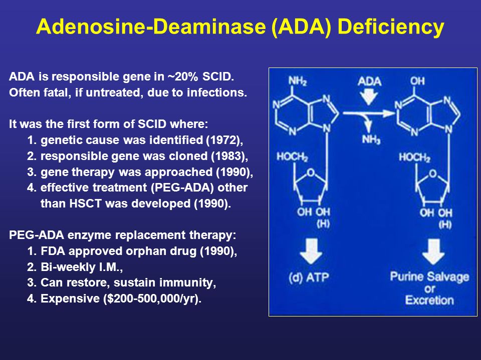 Adenosine-Deaminase (ADA) Deficiency ADA is responsible gene in ~20% SCID.  Often fatal, if untreated, due to infections. It was the first form of SCID.  - ppt download
