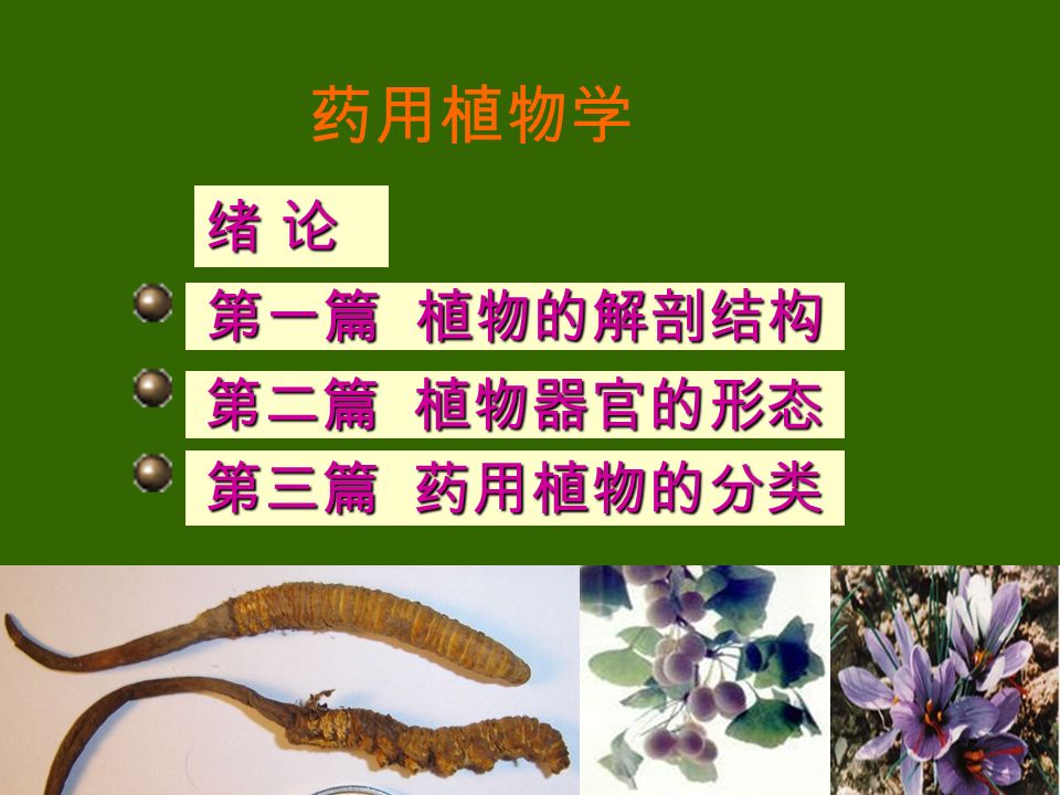 药用植物学绪论第一篇植物的解剖结构第二篇植物器官的形态第三篇药用植物的分类 Ppt Download 药用植物学绪论第一篇植物的解剖结构第二篇植物器官的形态第三篇药用植物的分类 Ppt Download