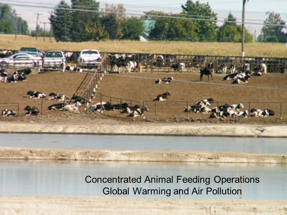 Concentrated Animal Feeding Operations Global Warming and Air Pollution. -  ppt download