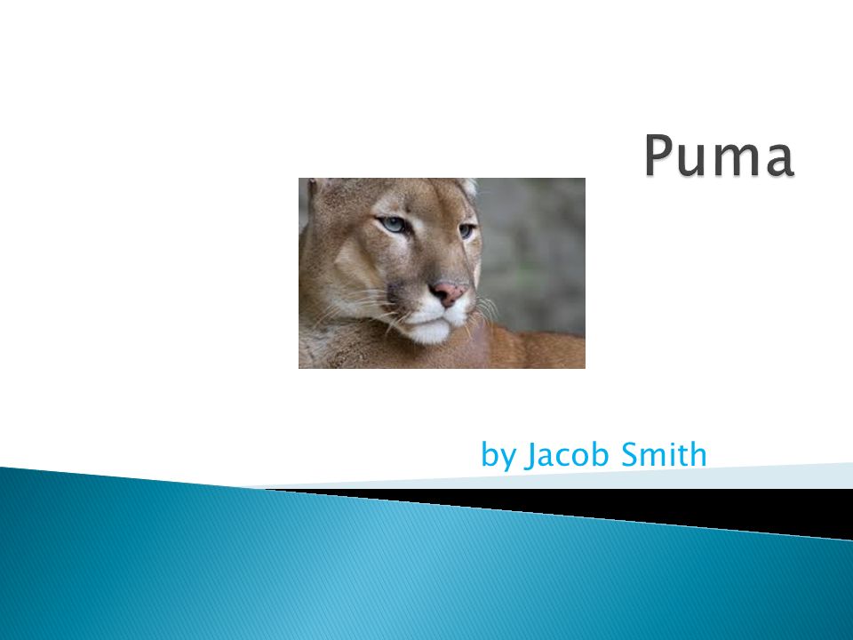 By Jacob Smith.  The Puma is in the mammal group  The scientific name is  Felix Concolor  The lifespan of the Puma is about 20 years. - ppt download