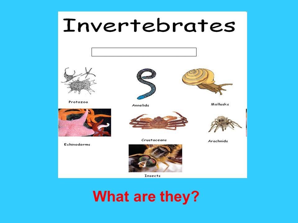 What Do Invertebrates Eat? Exploring the Fascinating Dietary World of