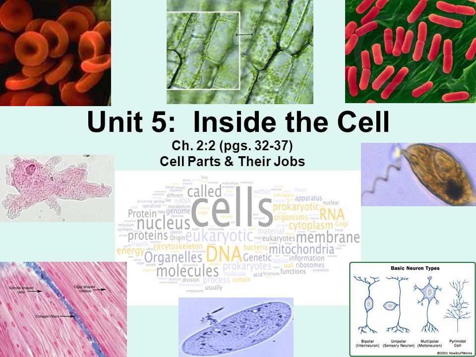 Ch. 2:2 (pgs ) Cell Parts & Their Jobs - ppt download