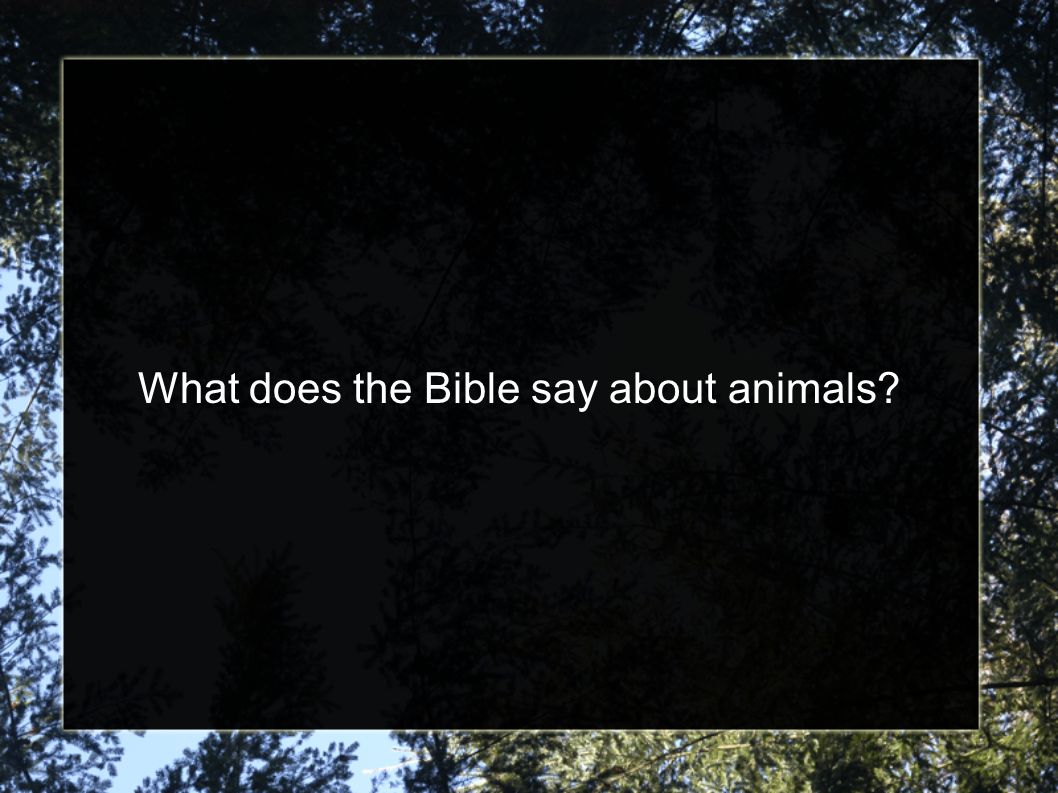 What does the Bible say about animals? - ppt video online download