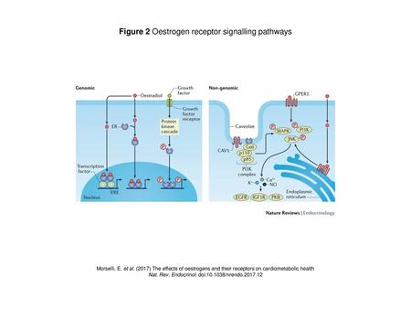 Figure 2 Oestrogen receptor signalling pathways