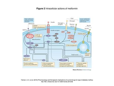 Figure 2 Intracellular actions of metformin